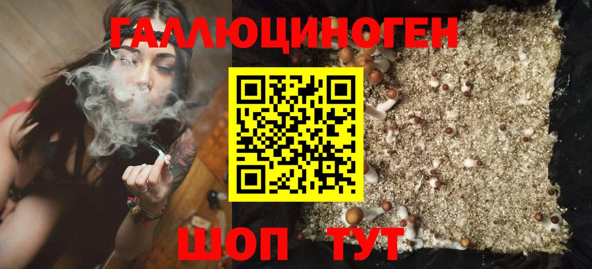 Балаково  Псилоцибиновые грибы Cubensis  Вход с VPN 